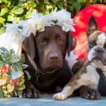 sukienka dla psa na wesele